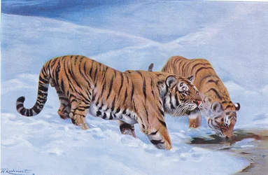 Manchurian Tiger, från Wildlife of the World publicerad av Frederick Warne & Co, ca 1900